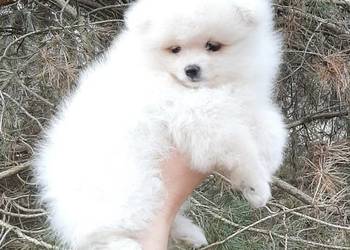 Szpic miniaturowy pomeranian bialy miś