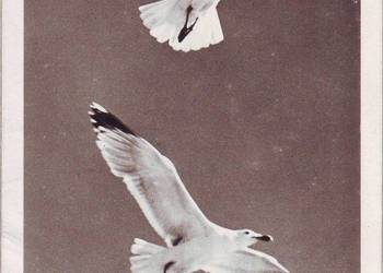 K. Poczt. Mewy w locie  **