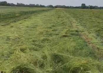 Przetrzasarka pająk Deutz-Fahr 4m