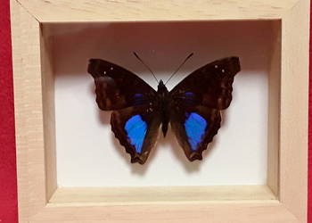 Motyl w ramce 10 x 8 cm . Doxocopa cyane - Meksyk