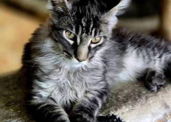 Maine Coon