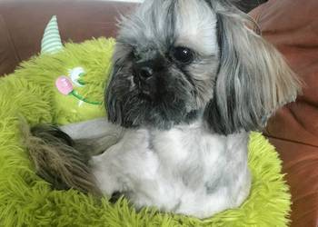 Shih tzu FCI piesek