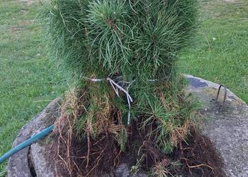 Sosna pospolita zwyczajna sadzonki 2-letnie 25-35cm komplet 50 sztuk