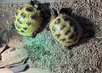 Żółw stepowy x 2 plus wyposażone terrarium