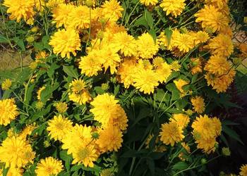 Rudbekia naga wysoka bylina ogrodowa.Kwiaty, rośliny.Dwie sadzonki.