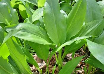 Czosnek niedźwiedzi liście świeże 1kg