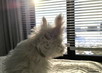 West Highland white terrier