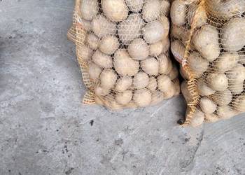 Ziemniaki do jedzenia z ogródka