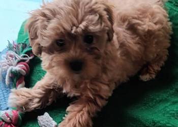 Sprzedam pieska(suczkę) rasy maltipoo-metryka, czip,zaszczepiona