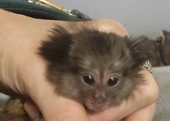 Marmozeta biaoucha dziewczynka