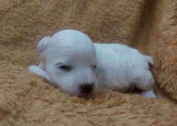 Bichon frise Fci