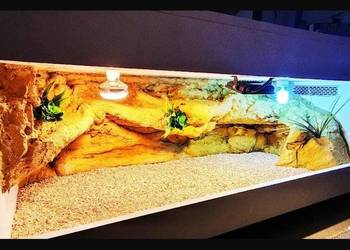 Terrarium specjalistyczne dla agamy brodatej gekona lamparciego