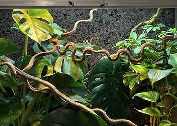 Terrarium z siatki 100x50x100 dla kameleona! DUŻE!