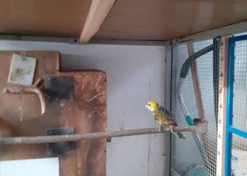 Samiec Rozzelli Królewskiej