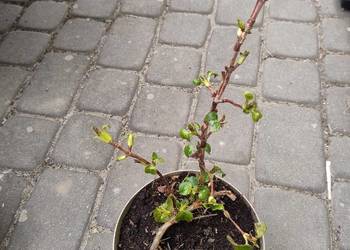 Rośliny do ogrodu z własnych nadwyżek.