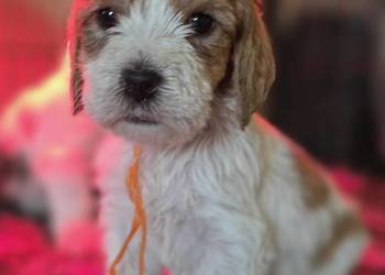 Petit Basset Griffon Vendeen