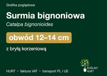 Surmia bignoniowa obwód 12-14 cm, z bryłą – HURT