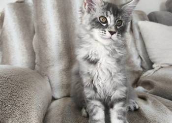 Kotka Maine coon  Aqua