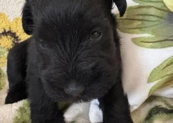 Sznaucer miniaturowy czarny - pieski