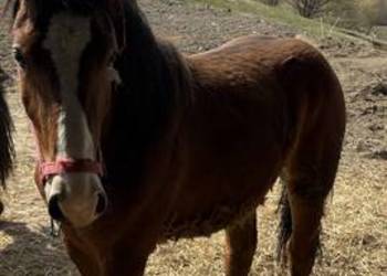 Sprzedam klacz zimnokrwistą