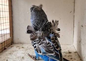 Papugi faliste helikoptery 2f Papugi faliste helikoptery 2f