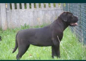 Cane Corso FCI suczka, zagraniczne krycie, wyjątkowa psychika