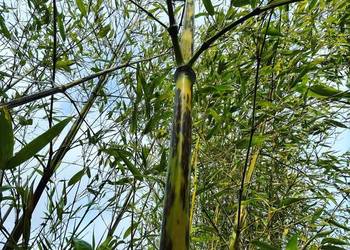 Bambus Phyllostachys Nigra Boryana, Filostachys Tygrysi 90l
