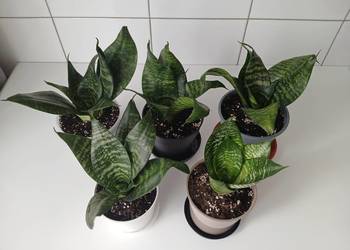 Sansewieria 'Green Hahnii' miniaturowa