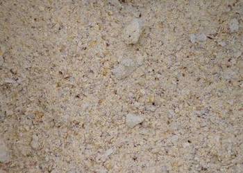 Kukurydza mielona CCM big bag, transport