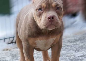 American Bully Pocket suka