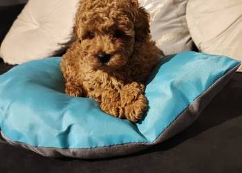 Pudelki toy /miniatura szczenięta koniec grudnia odbiór