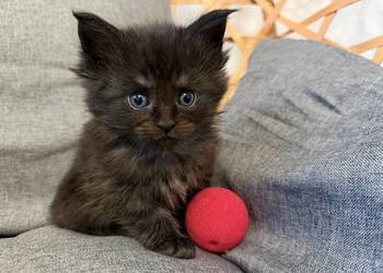 Maine coon kocięta