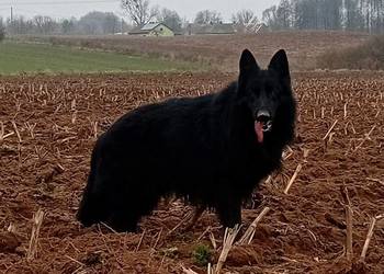 Suczka Owczarek Niemiecki Długowłosy