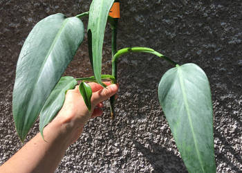 Philodendron filodendron Emerald Queen sadzonka cięta nr 2