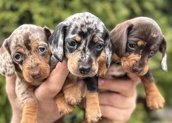 Jamniczek Choco merle Czekoladowy Duschand Dackel