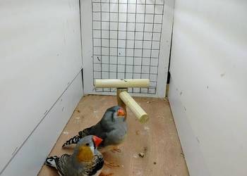 Zeberki wystawowe 2025.