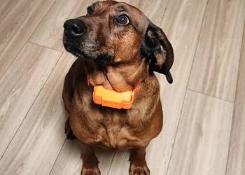 Lokalizator GPS dla psa bez abonamentu - wodoodporny