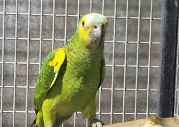 Amazonka niebieskoczelna Xanthopteryx 2025