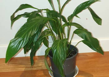 Skrzydłokwiat, duży, wysoki na 48cm