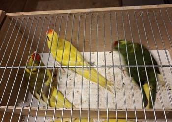 Modrolotki 2 pary i samice