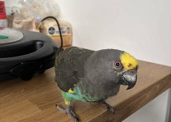 Afrykanka Złotoplama (Meyera) Samiec z grudnia 2022