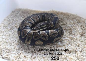 Wąż pyton królewski nr 226