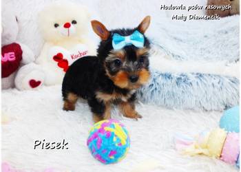 York Yorkshire Terrier Malutki Piesek z Rodowodem i Wyprawką Do odbioru