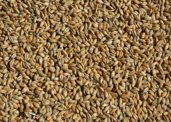 Pszenżyto Ozime 2025 Pszenżyto Ozime 2025