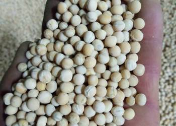 Groch Astronaute i Ostinato