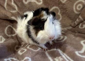 świnka morska cavia domowa SAMIEC