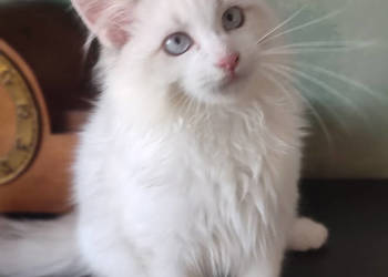 Wally Dumka Pl cudowny kocurek neva masquerade