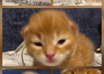 Maine coon do rezerwacji odbior lipiec