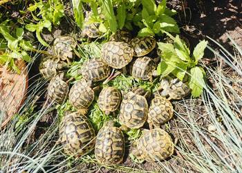 Żółw grecki (Testudo hermanni) z mojej hodowli w Gdańsku- rocznik 2024