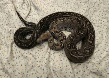 Boa constrictor | Leopard Anery Type 2 | samiec